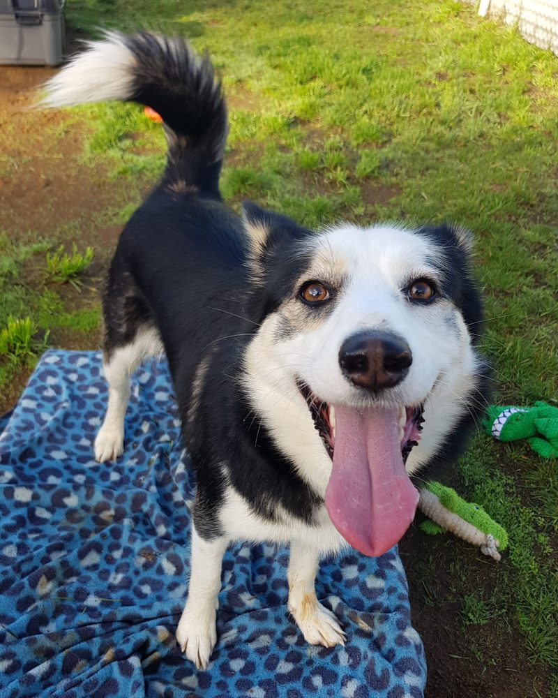 Tilby standing on a dog bed outside with tail up and big smile