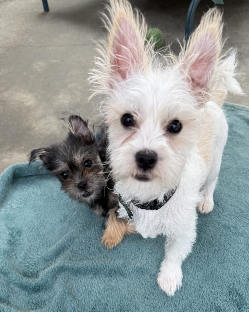 Troy and Chad sitting on a blanket together with Chad peeping out from behind Troy