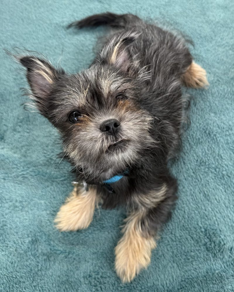 Chad lying on a blanket looking up at the camera