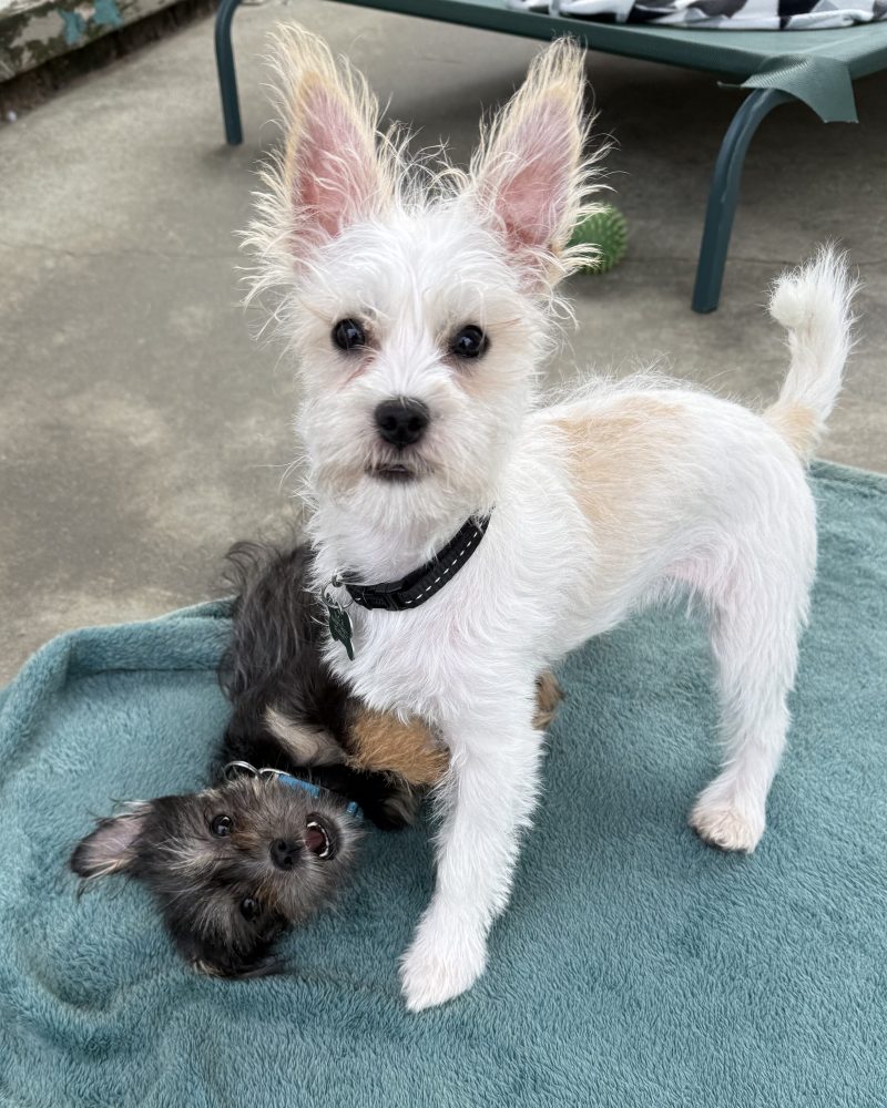 Troy and Chad on a blanket together with Chad lying on his back