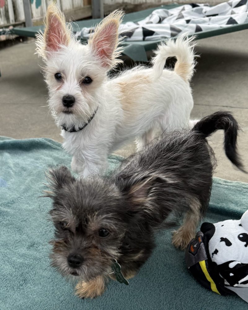 Troy and Chad on a blanket together