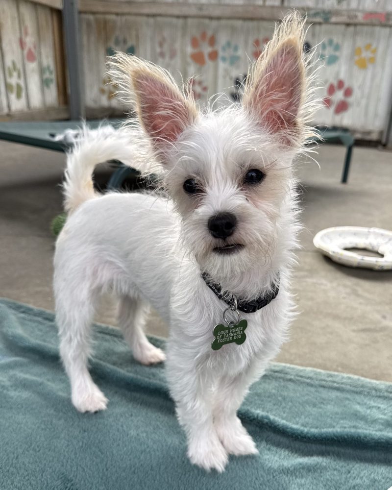 Troy standing on a blanket