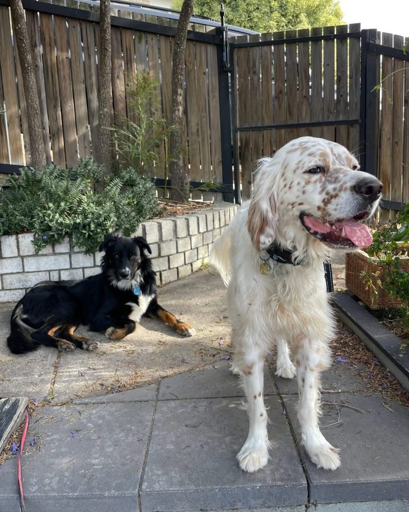 Tucker lying down outside with his foster pal standing nearby