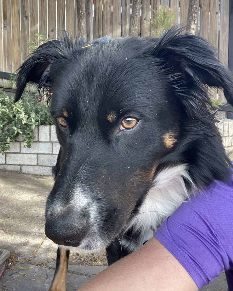 Tucker full head shot leaning on his foster carer's arm