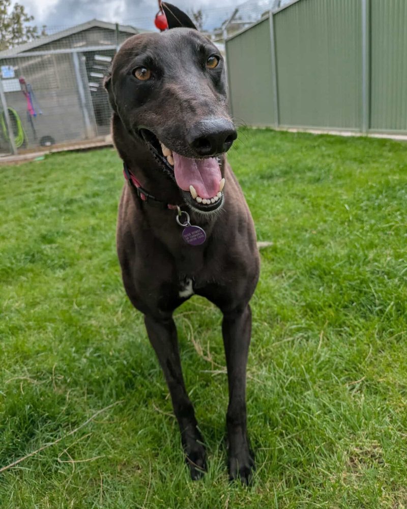 Beautiful Una standing outside in the yard