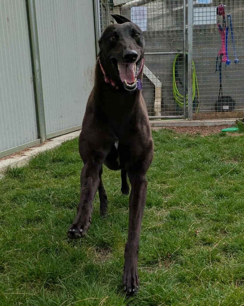 Una running around outside looking happy