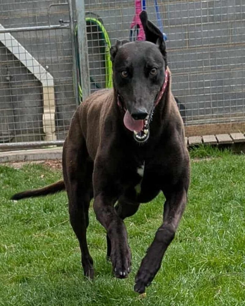 Una doing zoomies in the yard