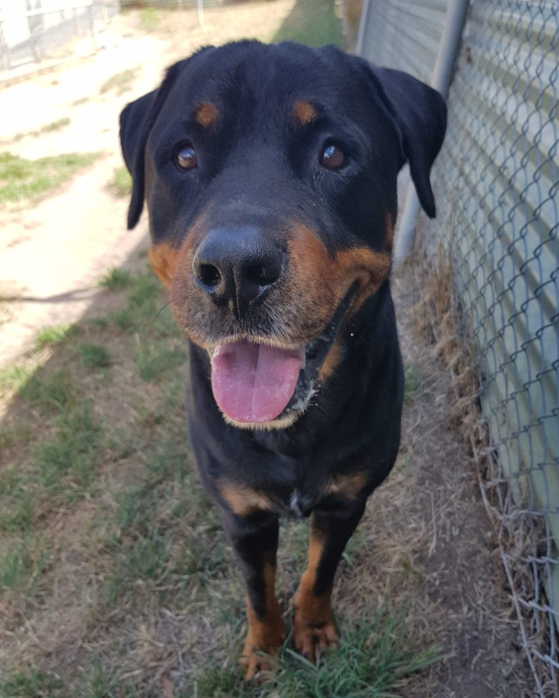 Vader standing outside in the shade