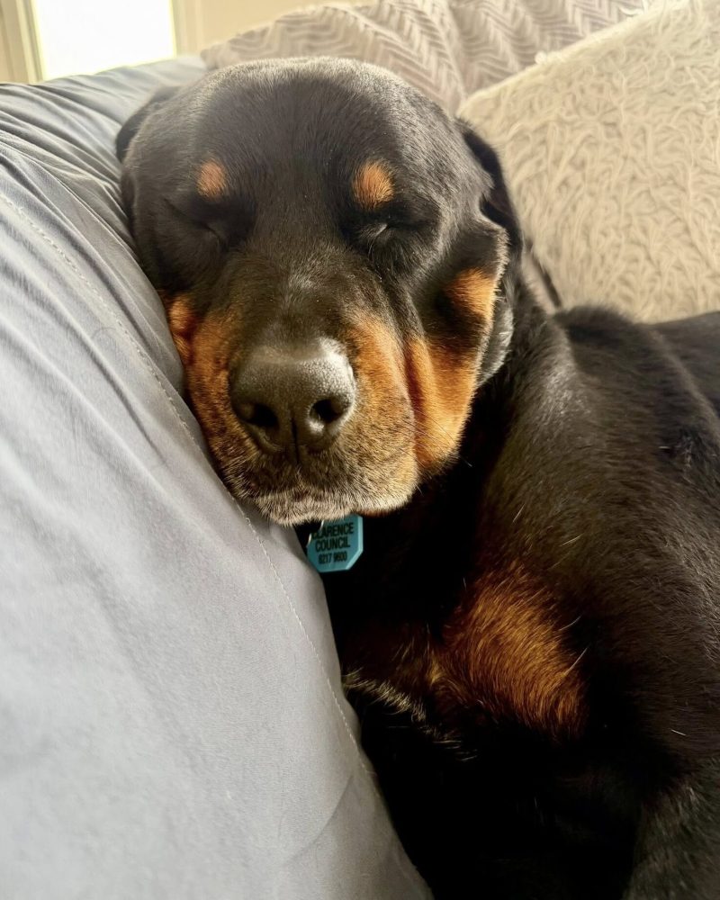 Vader sleeping on a sofa