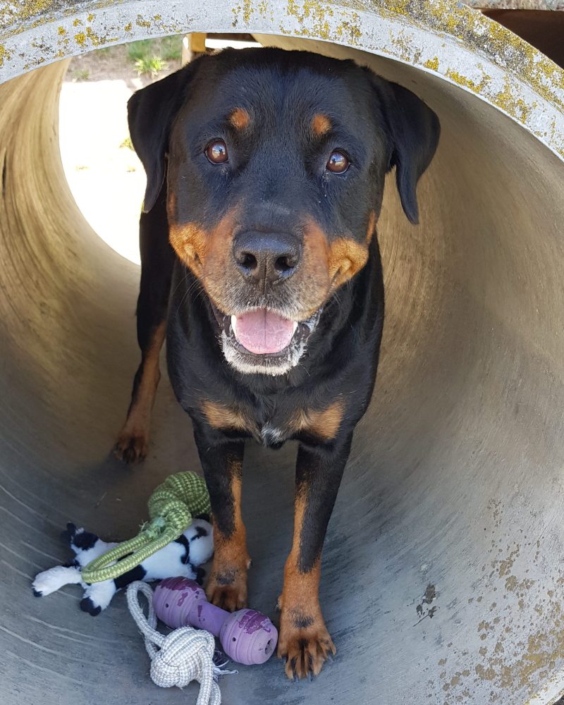 Vader standing in a concrete play tunnel