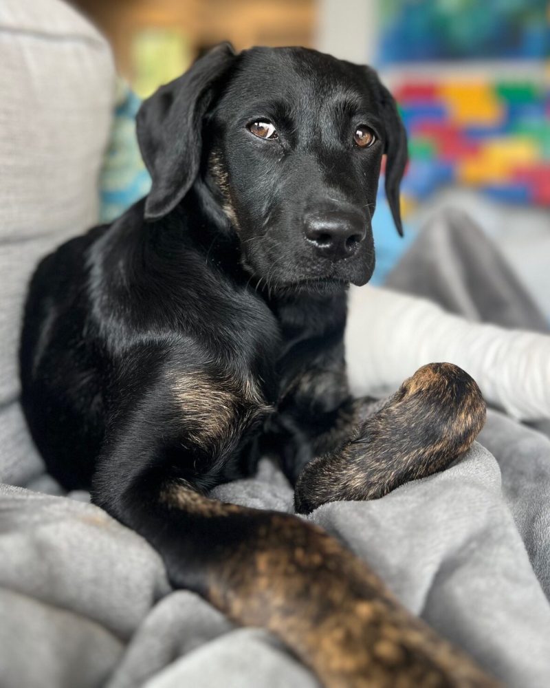 Violet relaxing on the couch in foster care