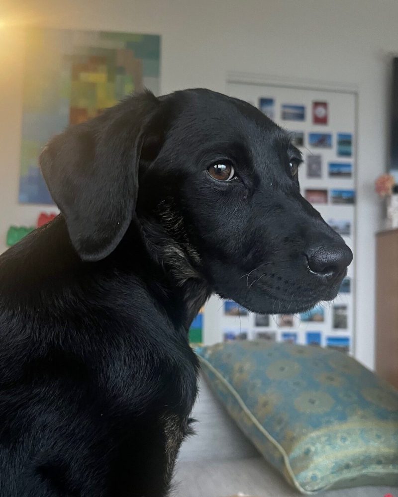 Violet giving her best side profile looking right