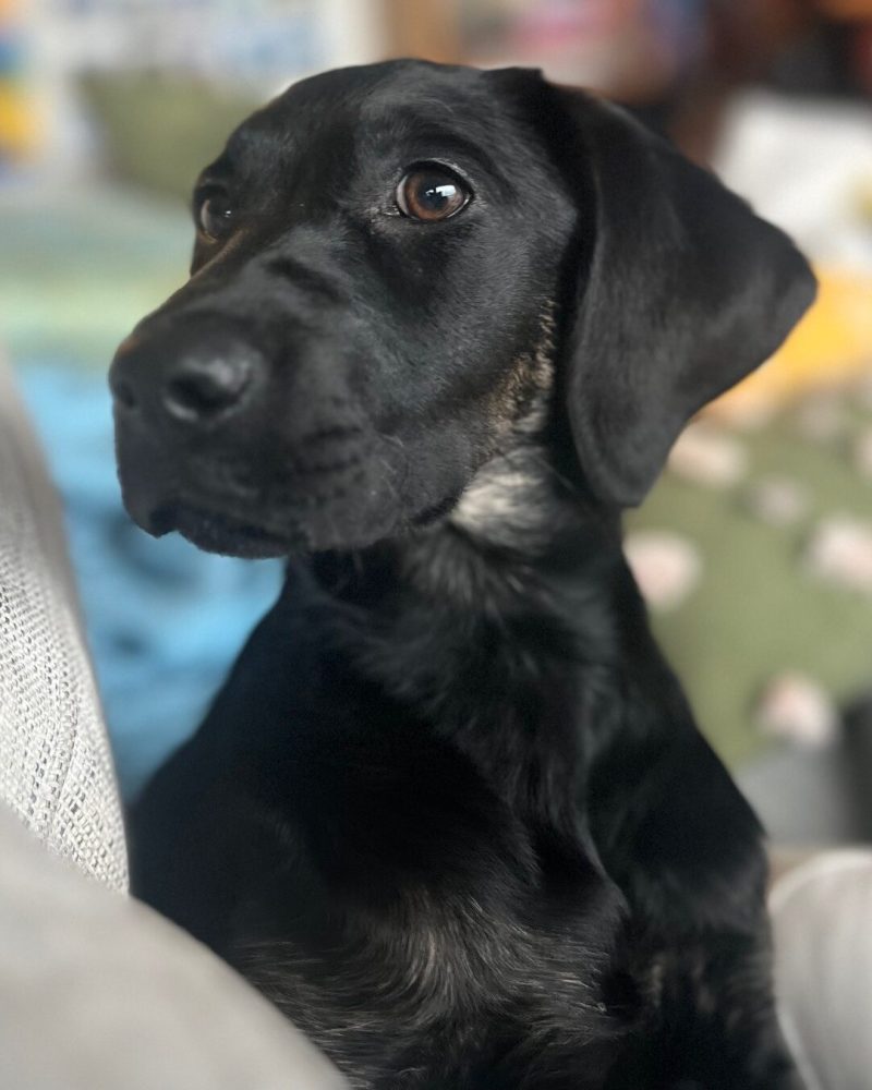 Violet giving her best side profile looking left