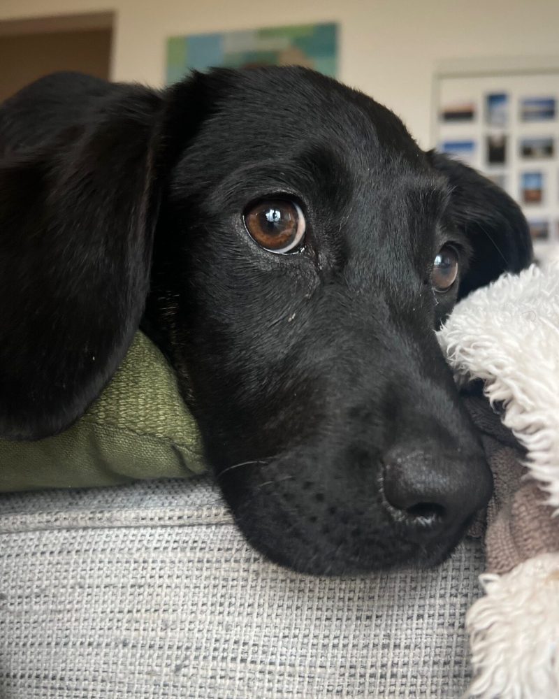 Violet resting her head on the back of a couch