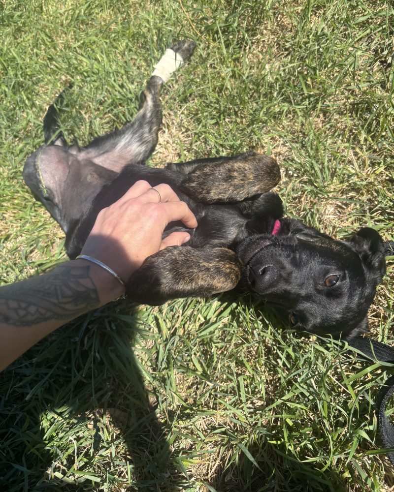 Violet enjoying a belly rub on the grass and showing her amputation site