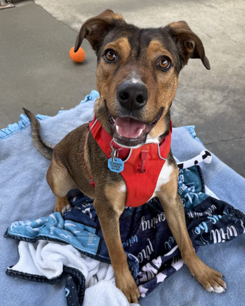 Winston sitting on trampoline bed looking happy