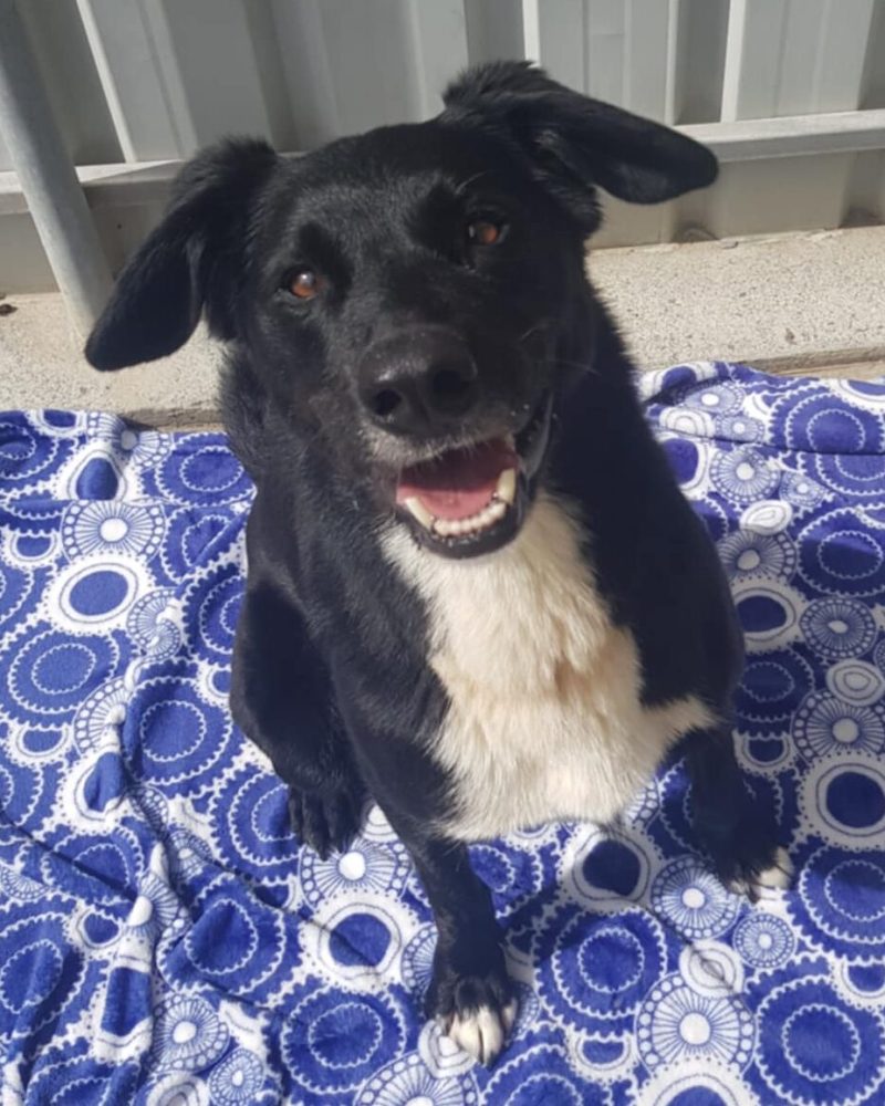 Winston sitting on a blanket looking happy
