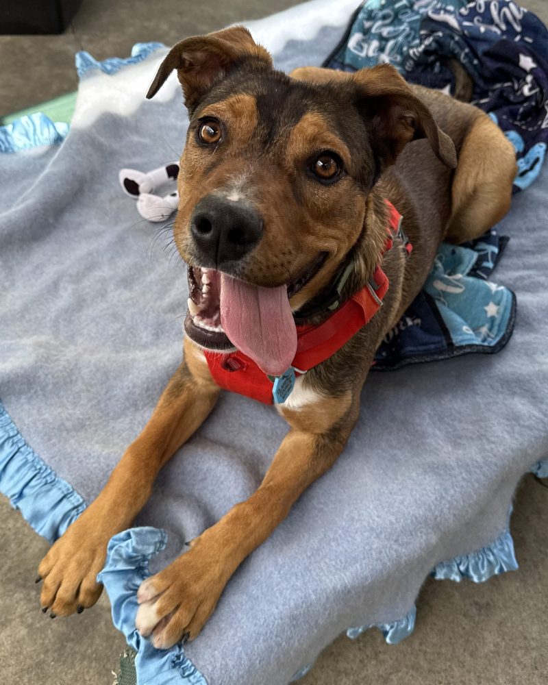 Winston laying on trampoline bed looking happy