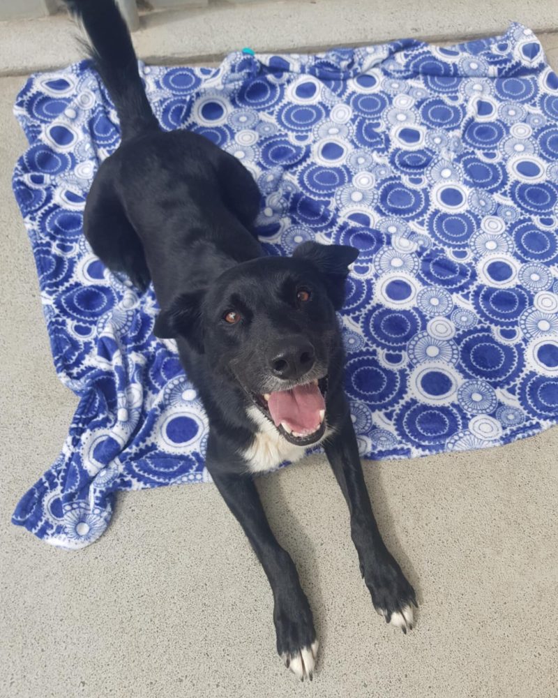 Winston lying on a blanket looking happy