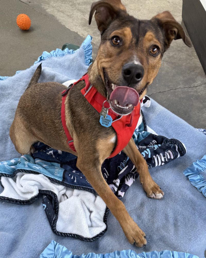 Winston sitting on a dog bed looking happy