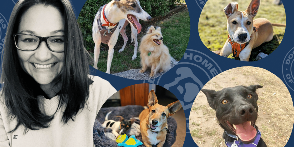 Tracy Irons dog behaviour trainer