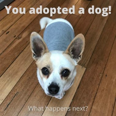 You adopted a dog! (1)