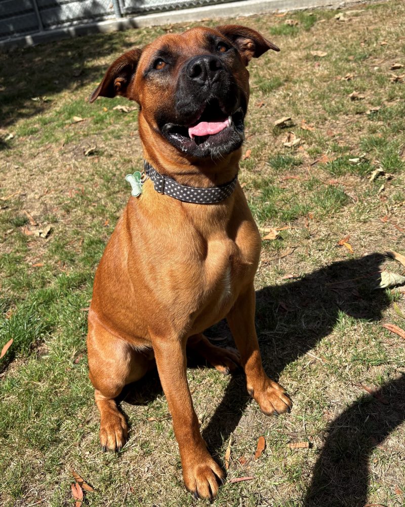 Zalie sitting outside in the sunshine looking goofy