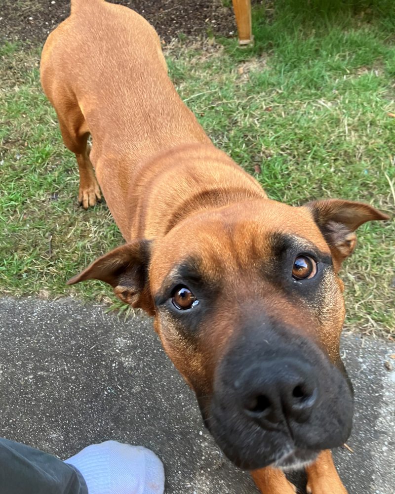 Zalie standing outside with her front paws stretched out