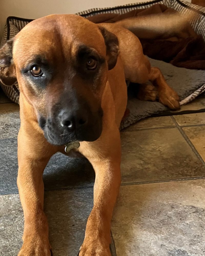 Zalie lying on the floor with her front paws stretched out
