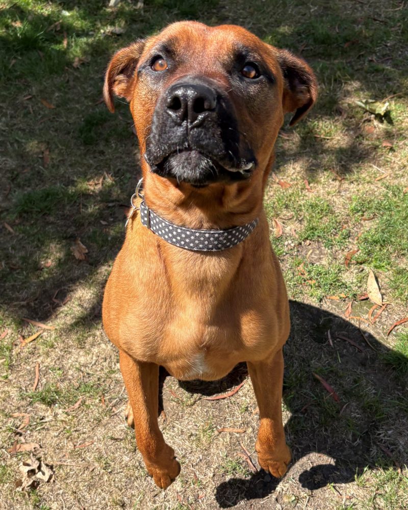 Zalie standing on her back legs hoping for a treat