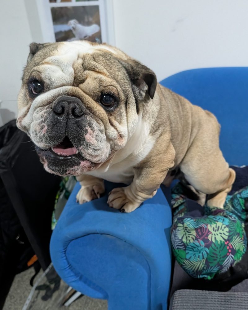 Zeus standing on an armchair looking at the camera