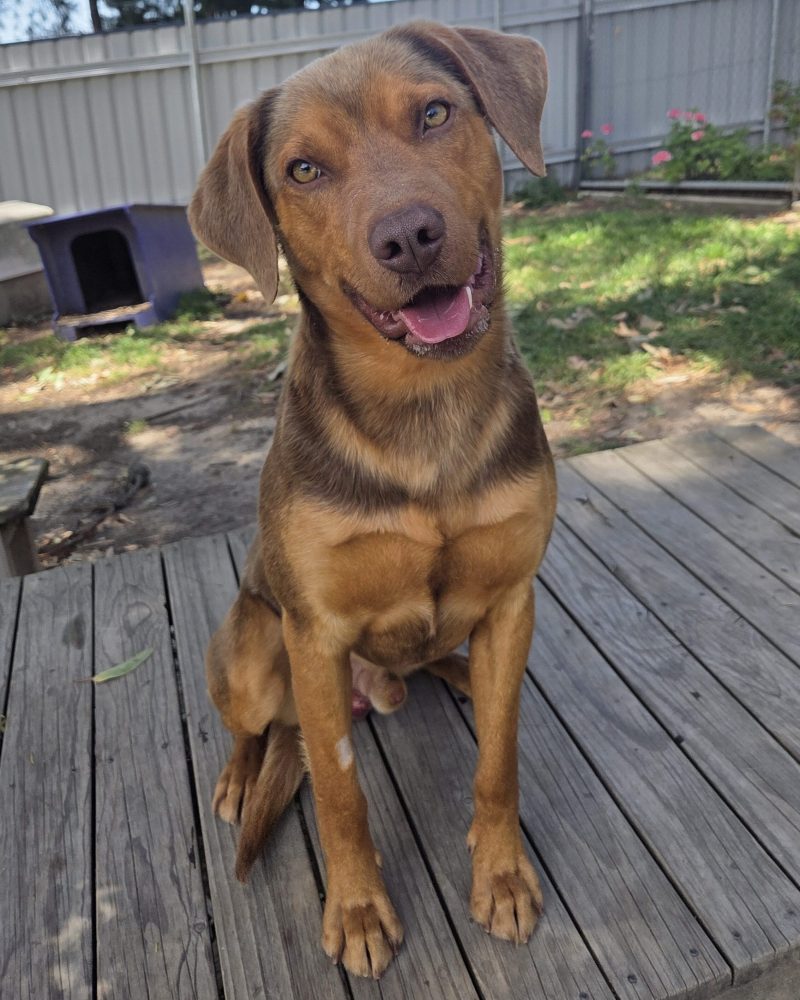 Zeus standing on platform with a smile and head tilted