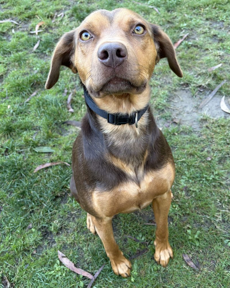 Zeus sitting outside looking alert