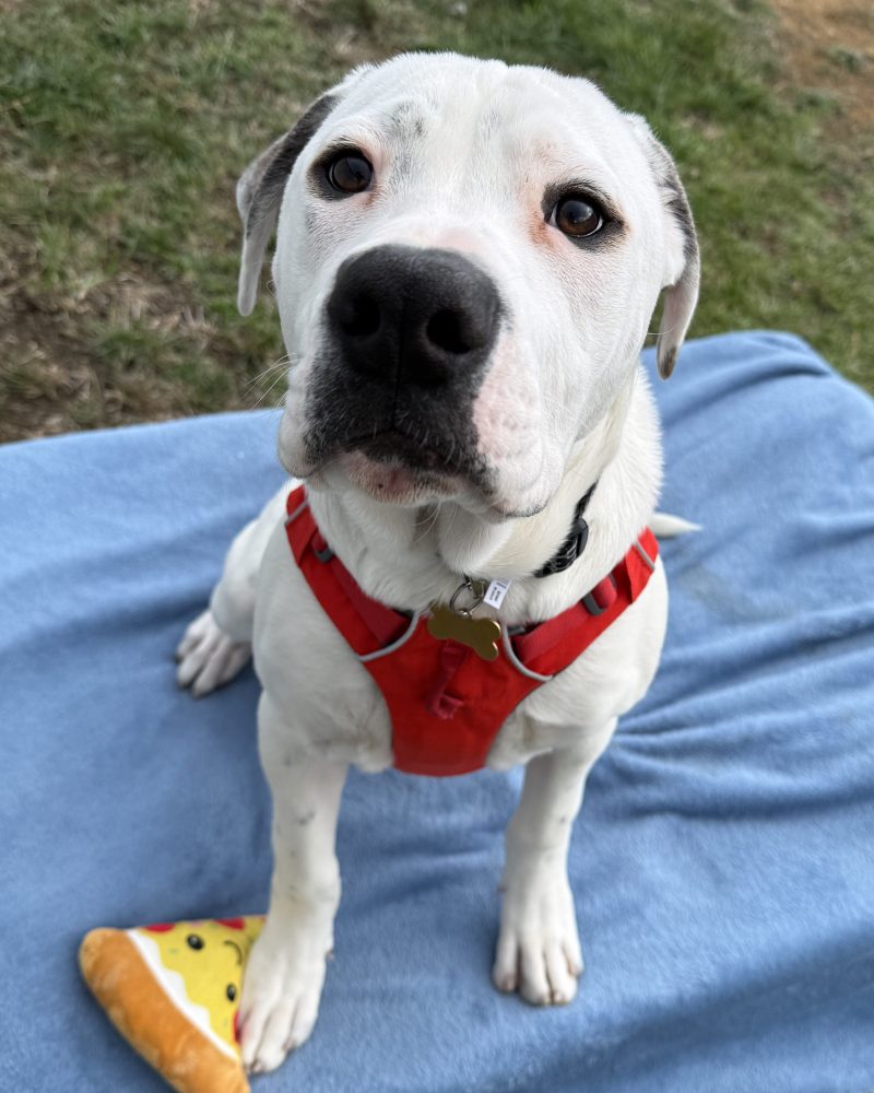 Zeus sitting on blanket wearing a harness