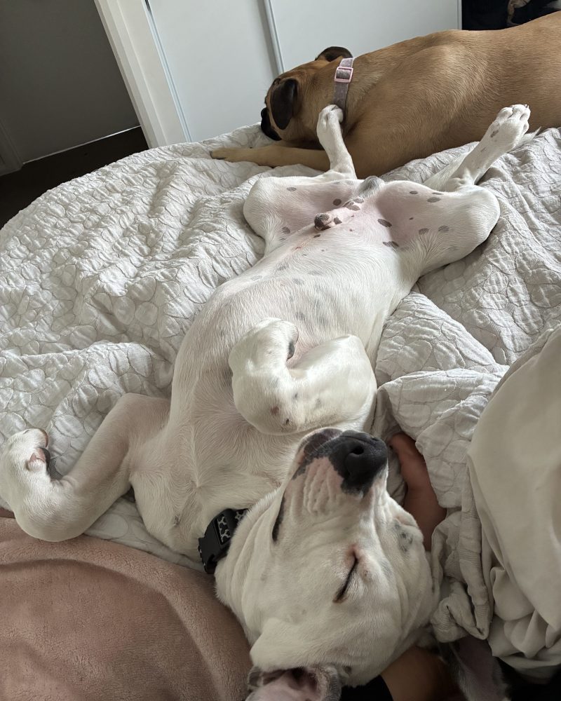 Zeus lying asleep upside down with his foster dog friend on the human bed