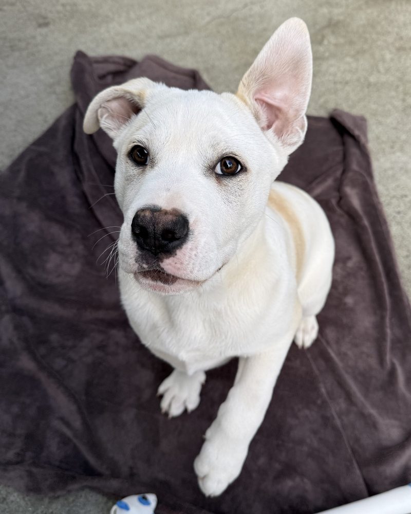 Zeus sitting on a dog bed looking at the camera with one ear up