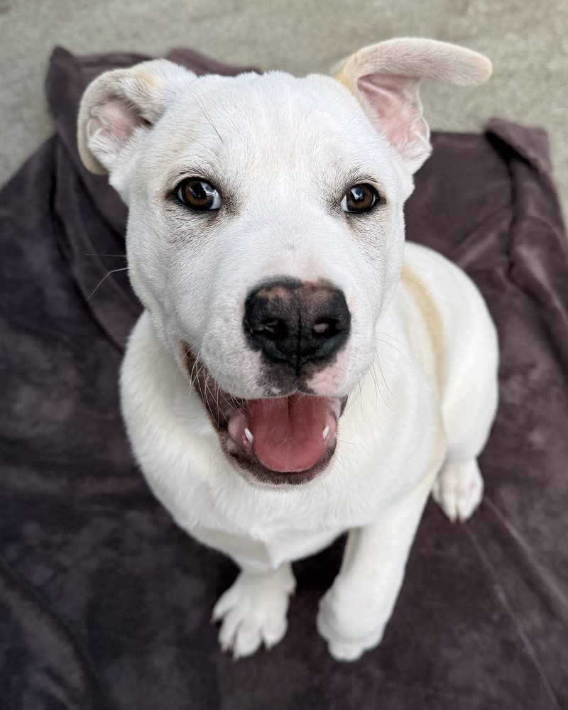 Zeus sitting with happy smile on his face