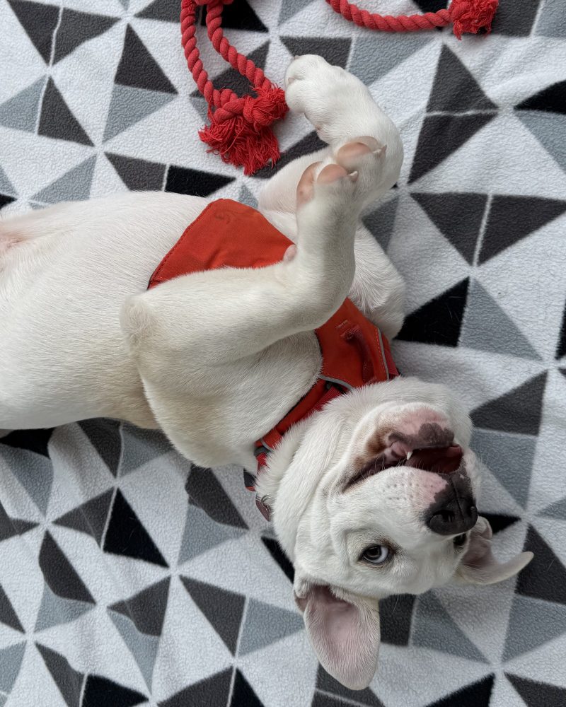 Zeus lying on his back surrounded by toys