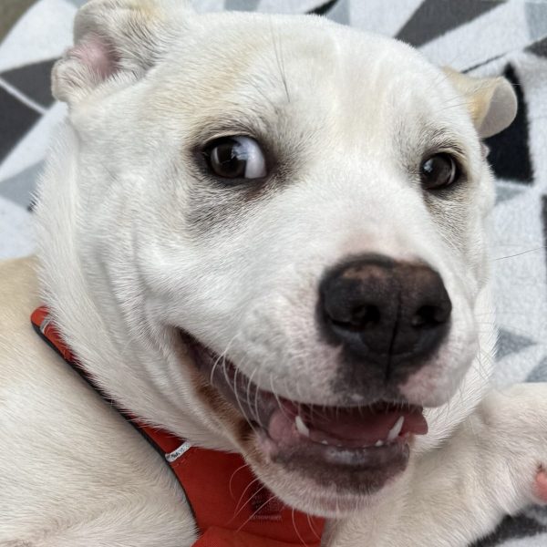 Zeus close up