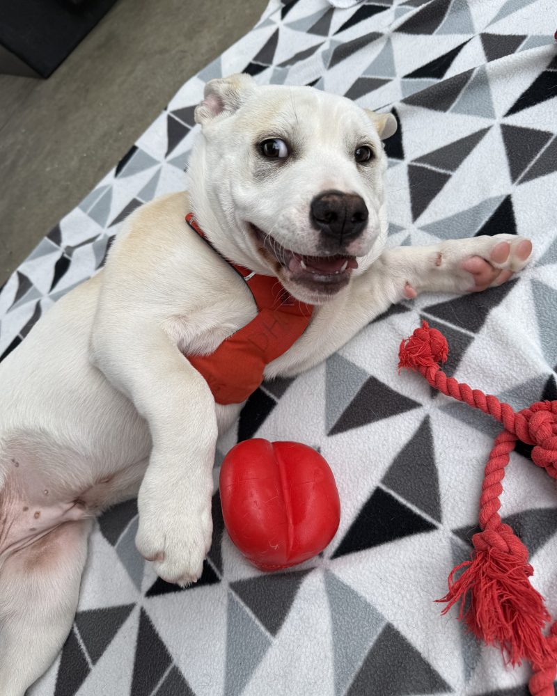 Zeus lying on his side playing with his toys
