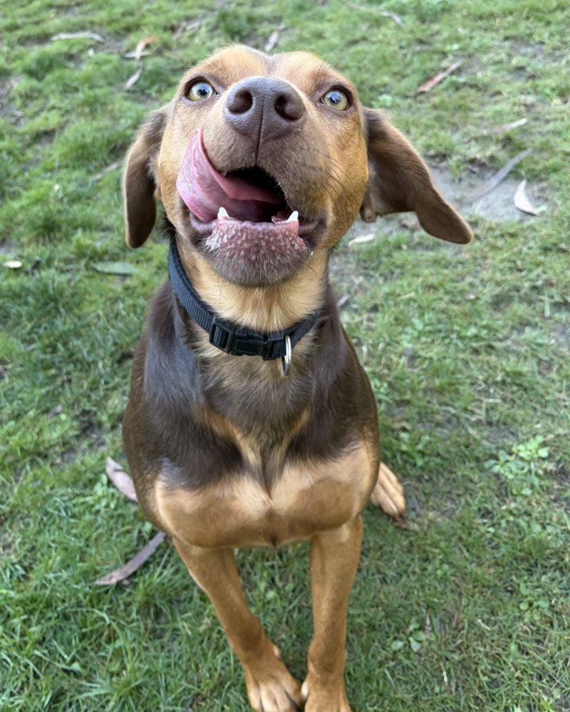 Zeus licking his lips as he waits for a treat