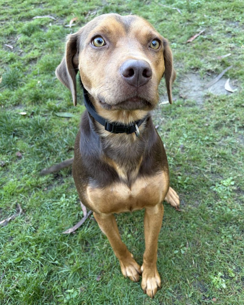 Zeus sitting with head slightly turned showing off his nice, shiny coat
