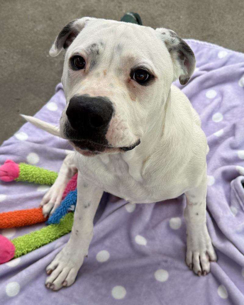 Zeus sitting on dog bed with a smirk