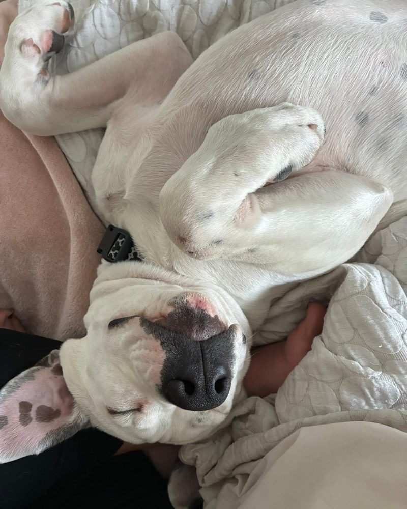 Zeus lying upside down on the couch