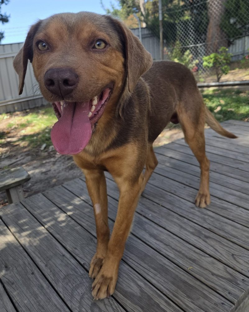 Zeus standing on platform with a big pink tongue hanging out