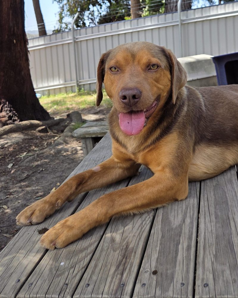 Zeus relaxing lying down in the exercise yard