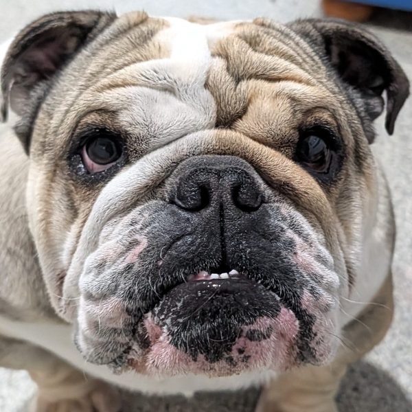 Zeus close up