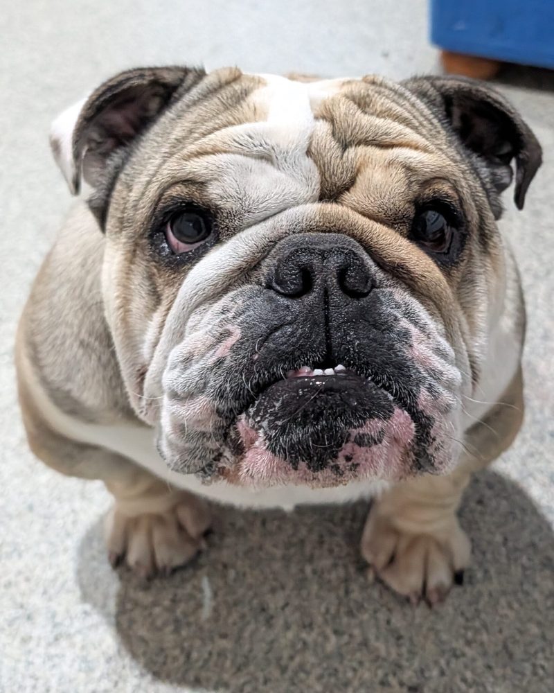 Zeus sitting looking straight on at the camera