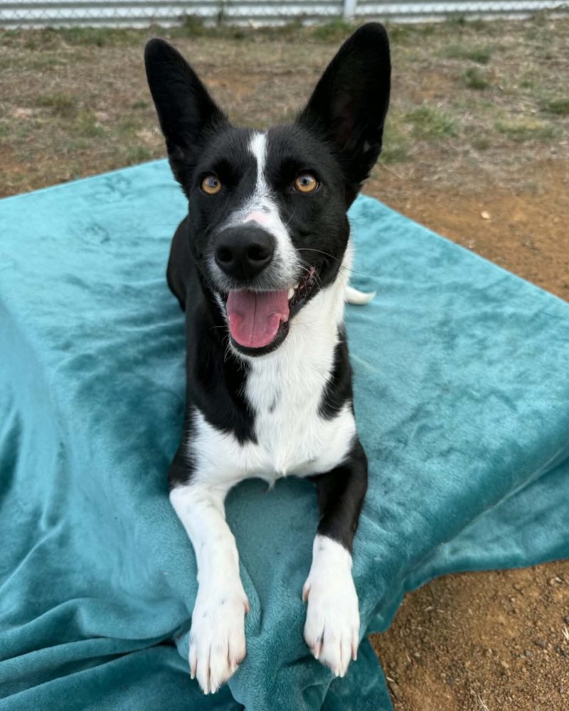 Skye lying on a dog bed looking happy