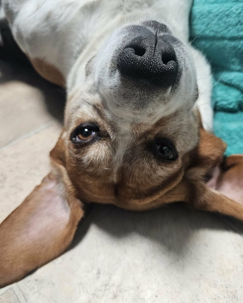 Basil laying on the floor on his back